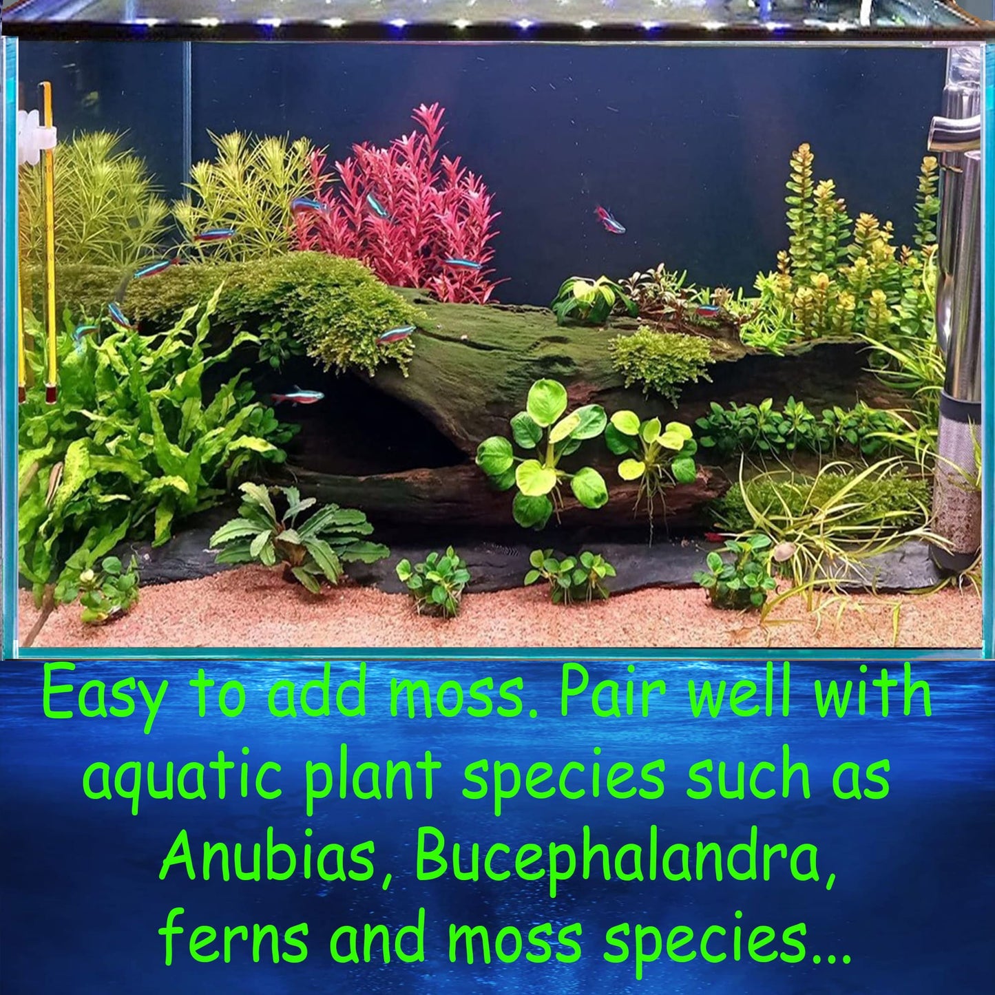 Aquarium driftwood log natural reptile drift wood stump bonsai aquascaping hardscape real wood for fish tank decor