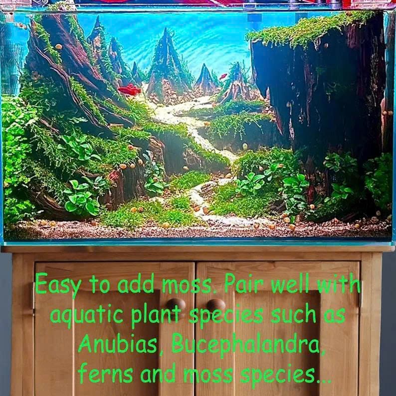Aquascape driftwood hardscape centerpiece natural drift wood aquascaping fish tank decoration