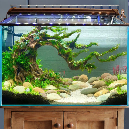 Manzanita driftwood aquarium plants planted aquariums hardscape for betta fish tank decor