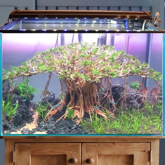 Bonsai driftwood aquarium decor aquascape wood hardscape plant fish tank decorations