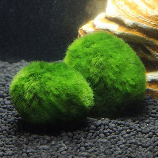 Marimo Moss Balls Live Aquarium Plant Algae Fish Shrimp Tank Ornament Simulation Green Algae Balls Artificial Plant